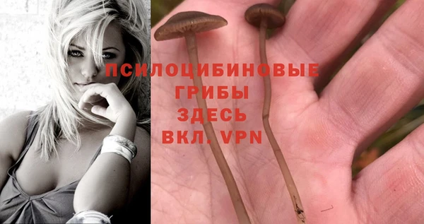 стаф Баксан